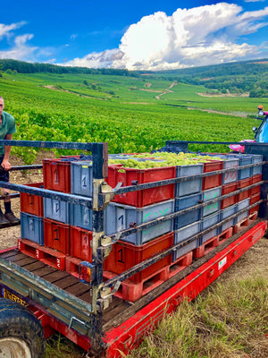 Het Geheim van Champagne: Waarom Deze Bubbel Altijd Speciale Momenten Creëert
