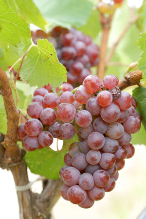 Chardonnay Rose in Champagne: terugkeer van een vergeten druif