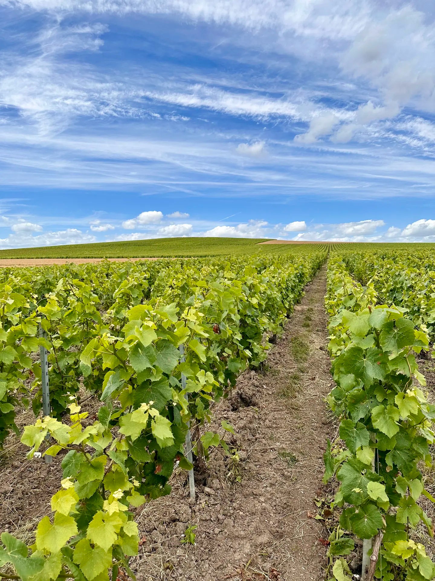 Champagne en druiven: wat zit er in je glas?
