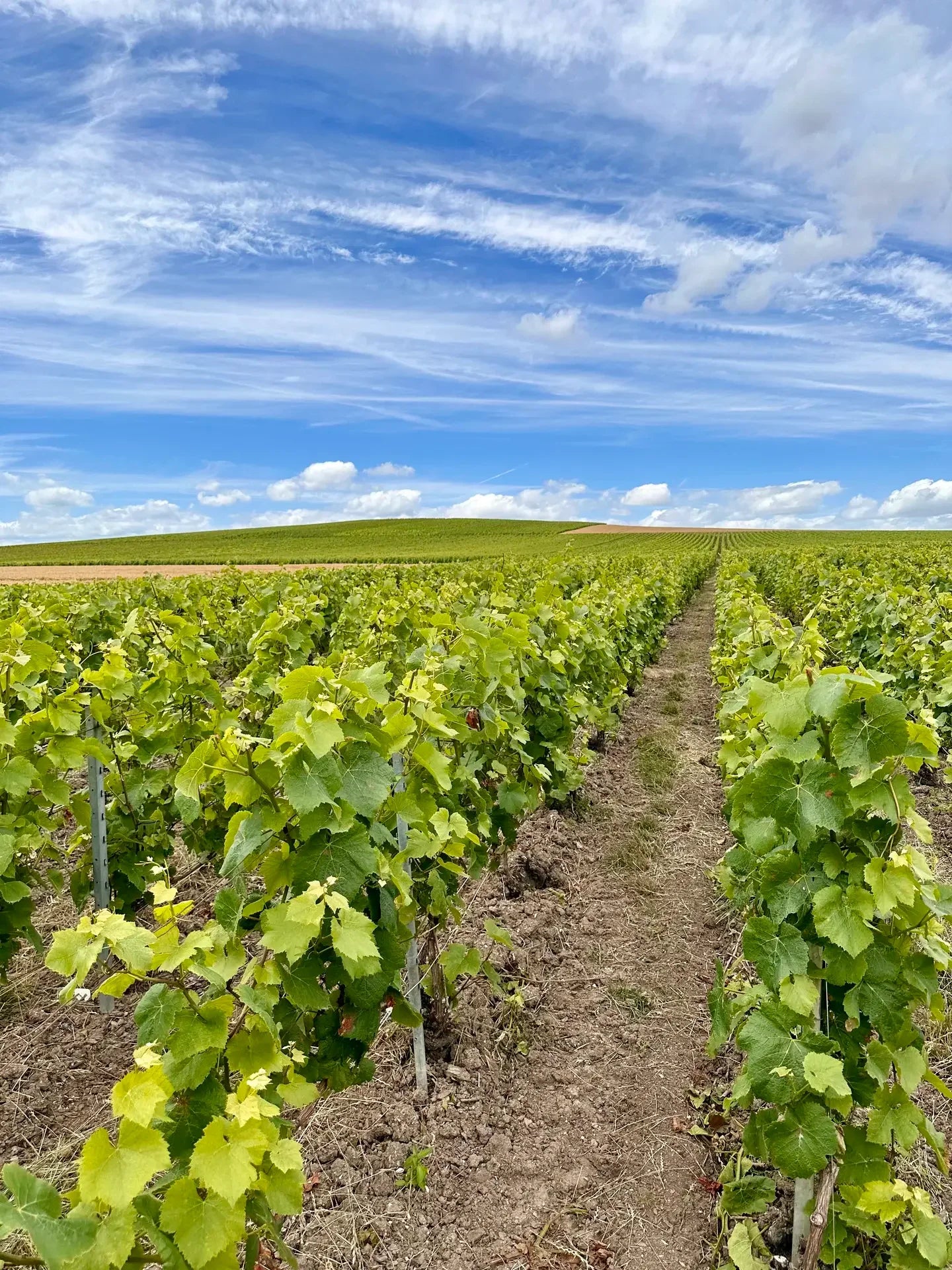 The Champagne region: which areas are included? 
