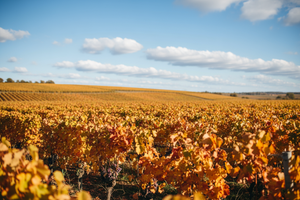 Minder bubbels, meer ziel: waarom 2025 een bijzonder champagnejaar wordt